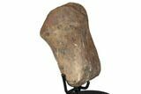 Fossil Hadrosaur Phalange (Hand) Bone on Metal Stand - Montana #193002-2